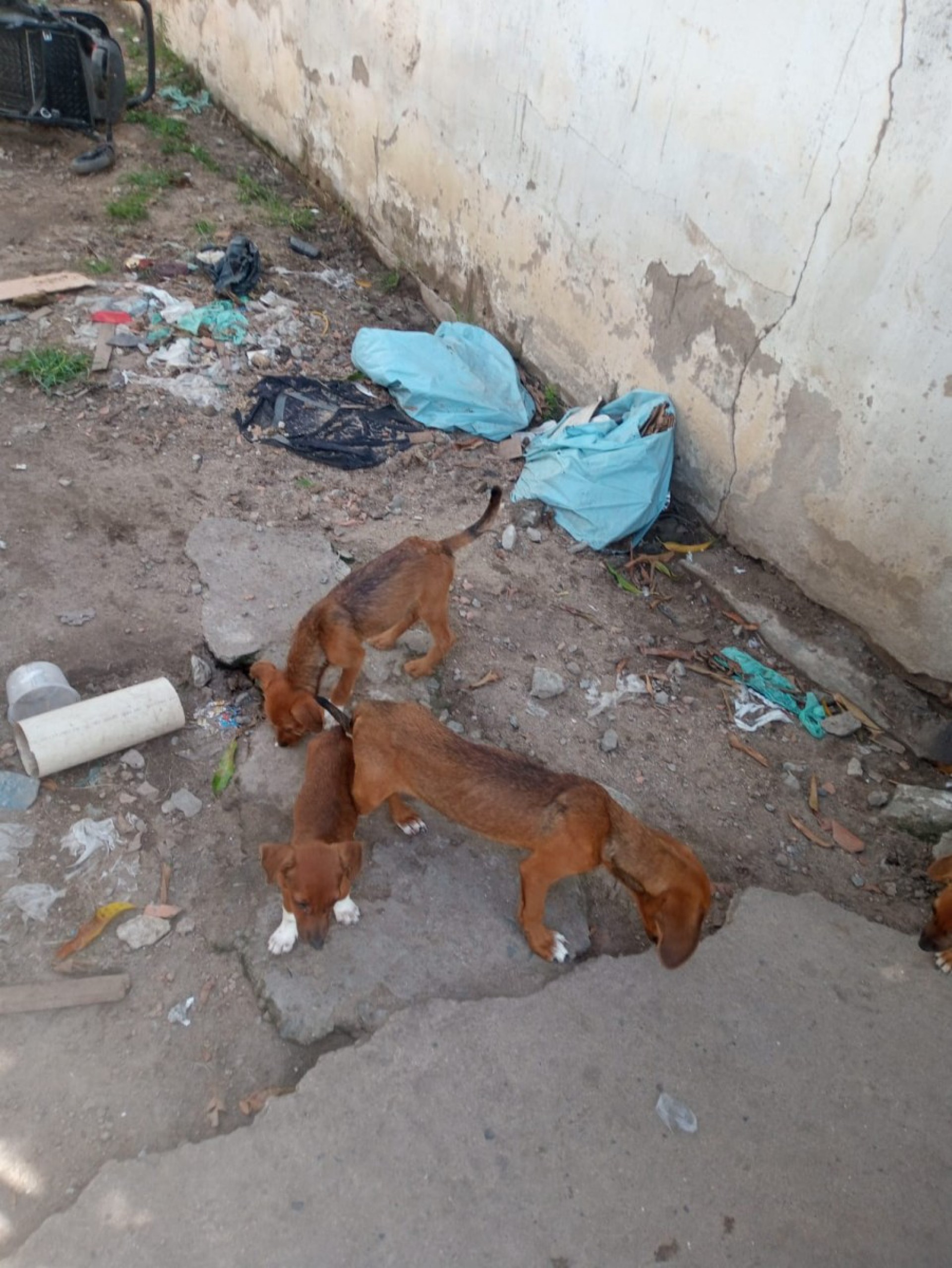 Morador denuncia abandono animal em São Pedro da Aldeia
 - Sabrina Sá (RC24h)