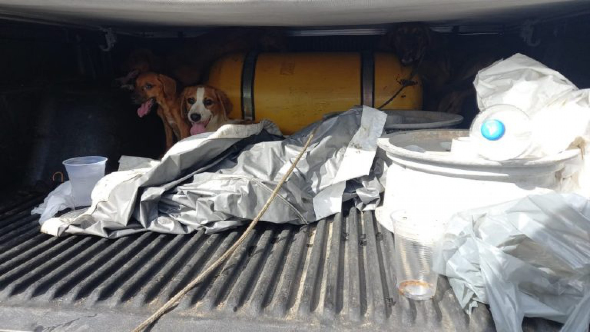 Morador denuncia abandono animal em São Pedro da Aldeia - Sabrina Sá (RC24h)