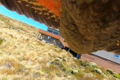 Vídeo: papagaio rouba câmera de família e filma a fuga 