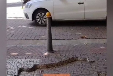 Cobra aparece em rua da Tijuca e bombeiros são acionados