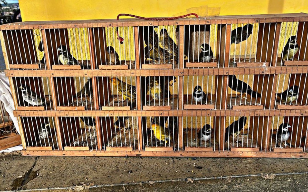 PRF resgata p&aacute;ssaros silvestres em carro de luxo com placa de Cabo Frio
