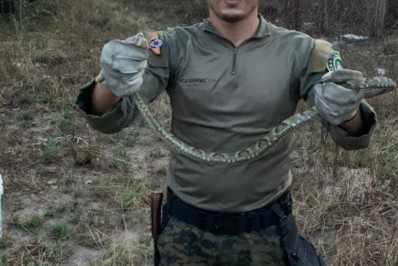 Serpente jararacuçu é capturada em Itaúna 