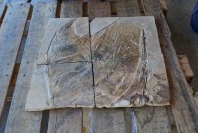 Fóssil de pterossauro é trazido de volta ao Brasil e será exibido no Museu de Ciências da Terra, no Rio