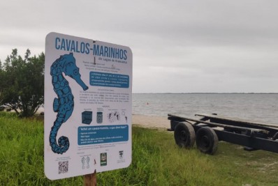 Cavalos-Marinhos são encontrados na orla de Iguaba Grande