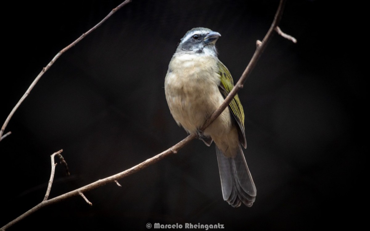Parque Nacional da Tijuca recebe casais de trinca-ferros em projeto in&eacute;dito
