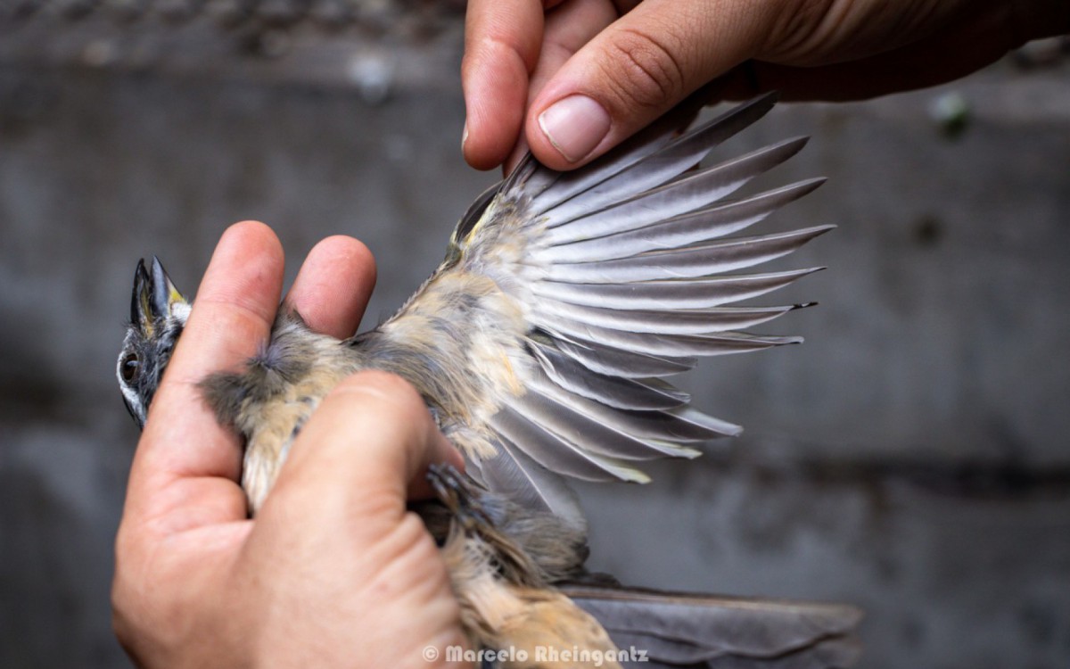 Parque Nacional da Tijuca recebe casais de trinca-ferros em projeto in&eacute;dito
