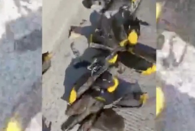 Vídeo: morte de centenas de pássaros é investigada por autoridades do México