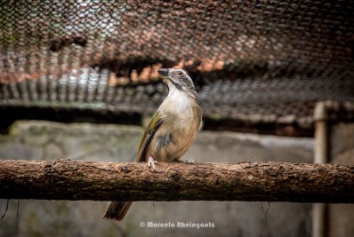 Parque Nacional da Tijuca recebe casais de trinca-ferros em projeto inédito