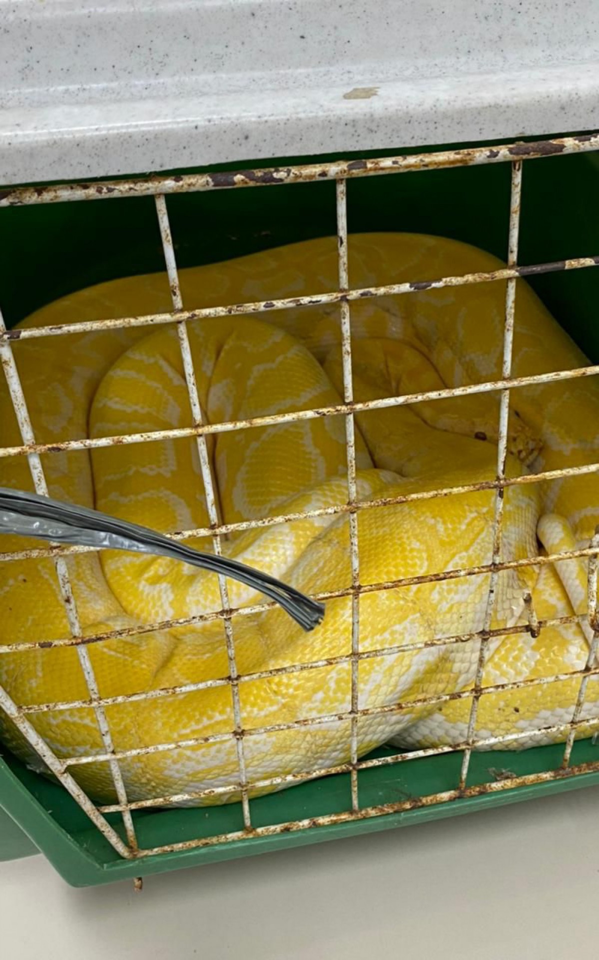 Importa&ccedil;&atilde;o e cria&ccedil;&atilde;o, com exce&ccedil;&atilde;o dos casos autorizados, s&atilde;o proibidas 
