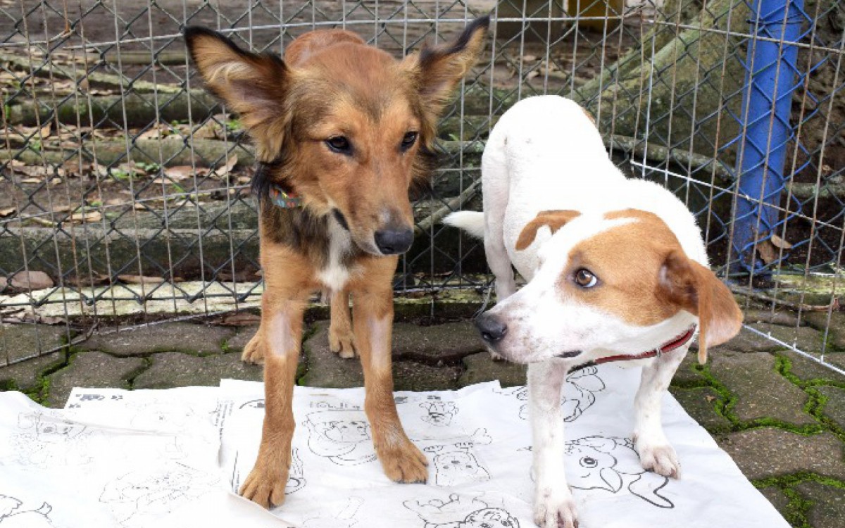 Todos os animais da feira ter&atilde;o a castra&ccedil;&atilde;o garantida pelo CCZ