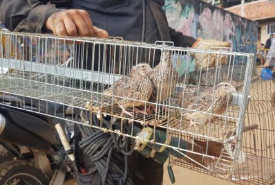 Cobea já resgatou mais de 200 animais em áreas afetadas por deslizamentos