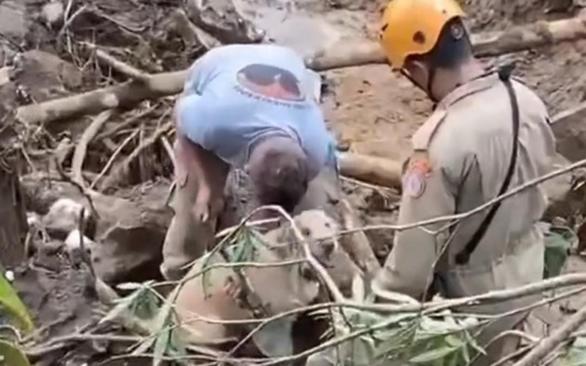 Cadela faz parte da equipe de buscas