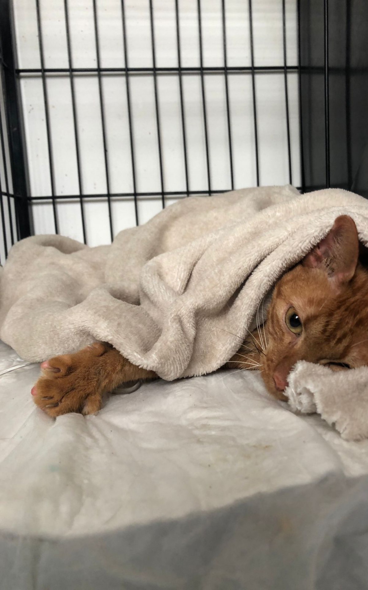 Felino chegou na veterin&aacute;ria com ferimentos e sinais graves da falta de alimenta&ccedil;&atilde;o e de hidrata&ccedil;&atilde;o