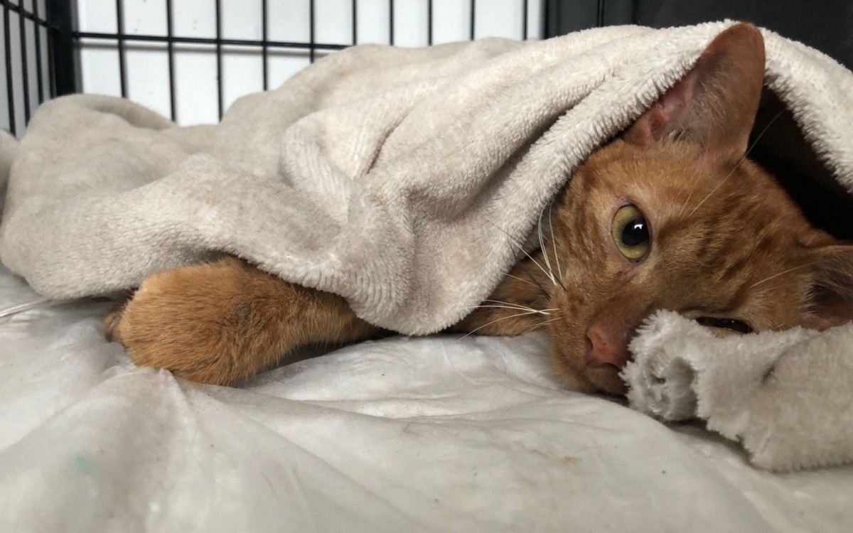 Felino chegou na veterinária com ferimentos e sinais graves da falta de alimentação e de hidratação - Divulgação