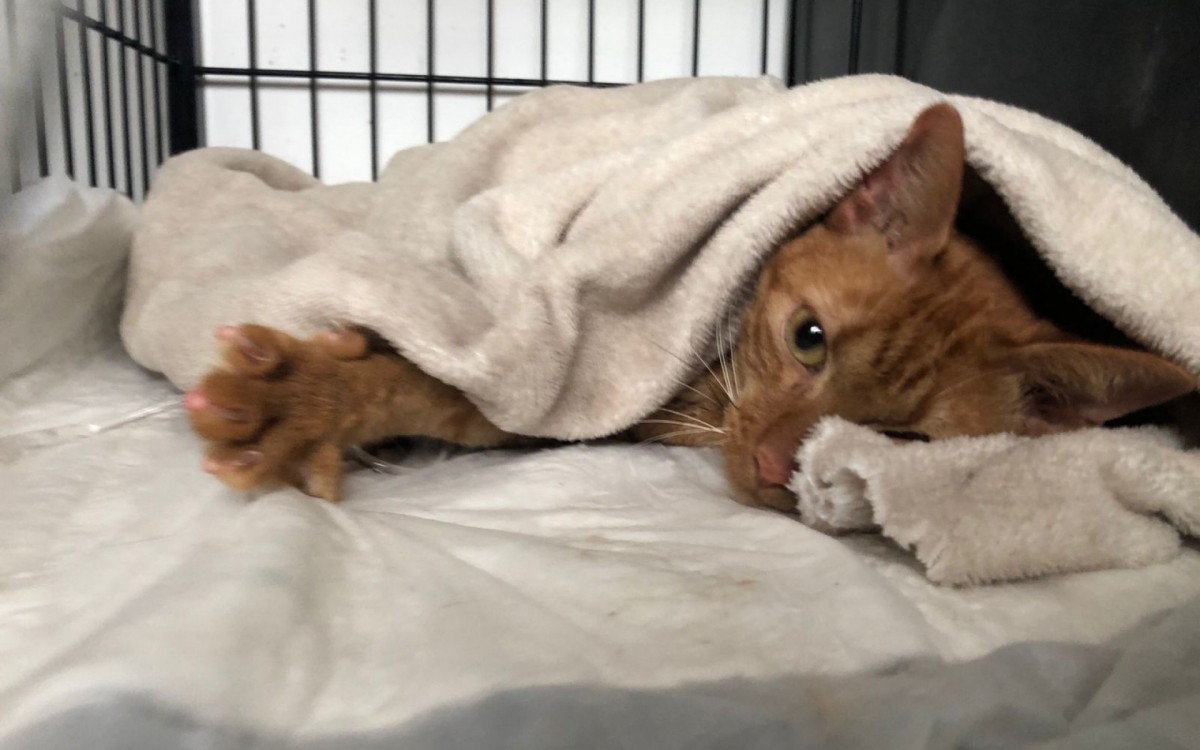 Felino chegou na veterinária com ferimentos e sinais graves da falta de alimentação e de hidratação - Divulgação