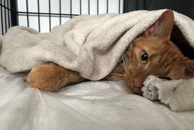 Gata resgatada por bombeiros após nove dias soterrada em Petrópolis está em estado grave