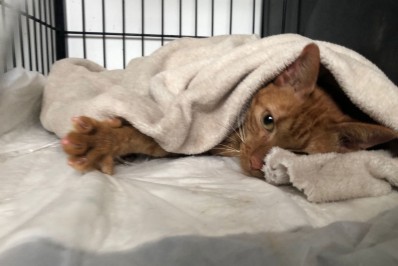 Gata resgatada por bombeiros após nove dias soterrada em Petrópolis está estável, mas bem fraca