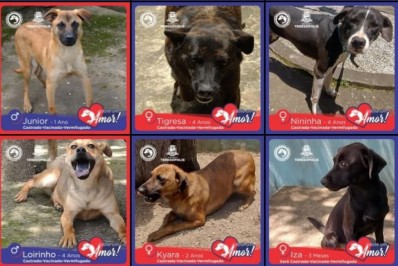 Sábado é dia de feira de adoção de cães, na Feirarte, em Teresópolis
