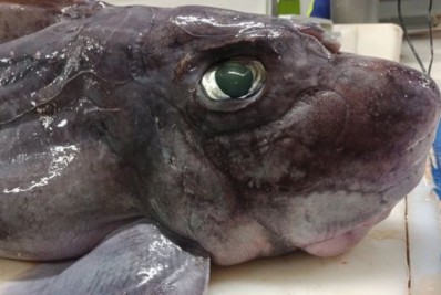 Conheça o misterioso 'tubarão-fantasma'; espécie tem um pênis na cabeça