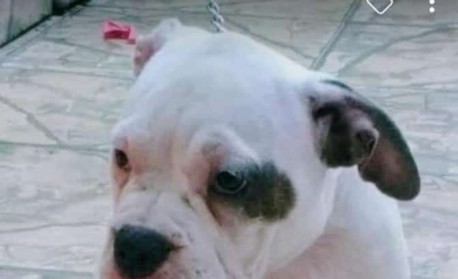 Cachorro da raça American Bully, chamado de Mutante, é morto a facadas por vizinho no bairro Cosmos, Zona Oeste do Rio - Divulgação