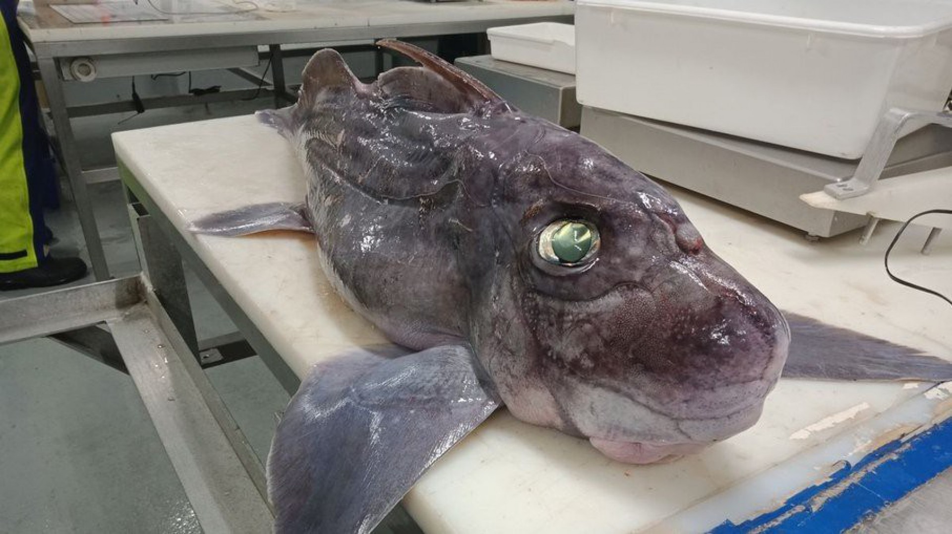 O tamanho do peixe pode variar de 60 cent&iacute;metros a 2 metros de comprimento e ele tem um p&ecirc;nis retr&aacute;til na cabe&ccedil;a. - Reprodu&ccedil;&atilde;o