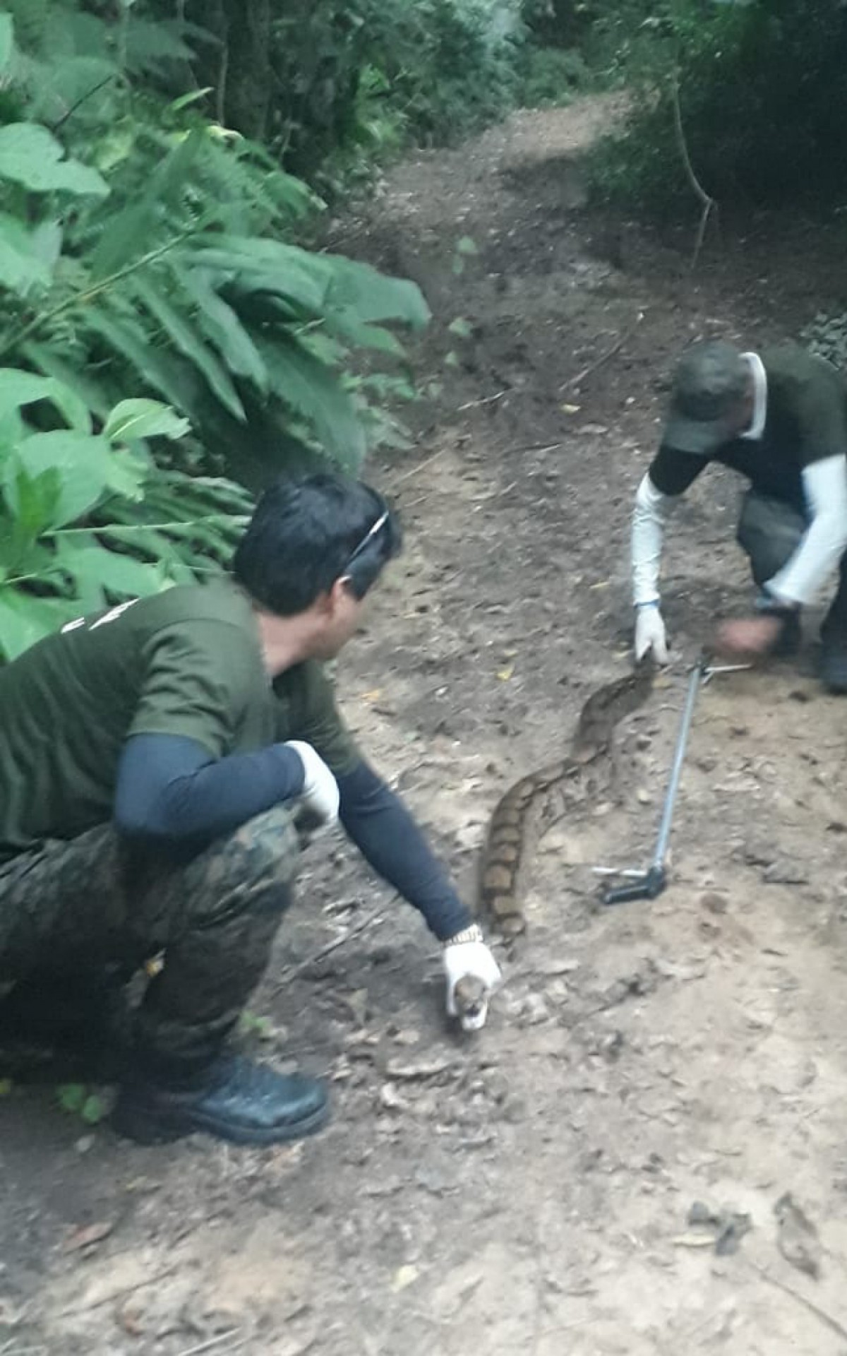 Jiboia, com 9,1 kg e 2,76 metros &eacute; resgatada em Saquarema