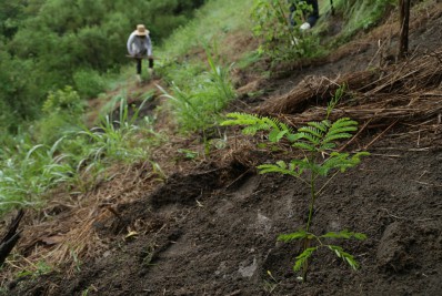 SG vai reflorestar área de quase um milhão de metros quadrados