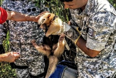 Tamanduá-mirim é resgatado em beira de estrada em Itaboraí