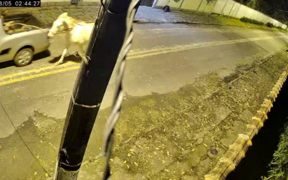 Por essa foto &eacute; poss&iacute;vel ver bem que o animal est&aacute; amarrado ao ve&iacute;culo