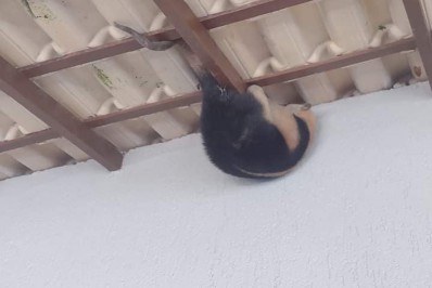 Tamanduá Bandeira é encontrado na varanda de residência em Araruama