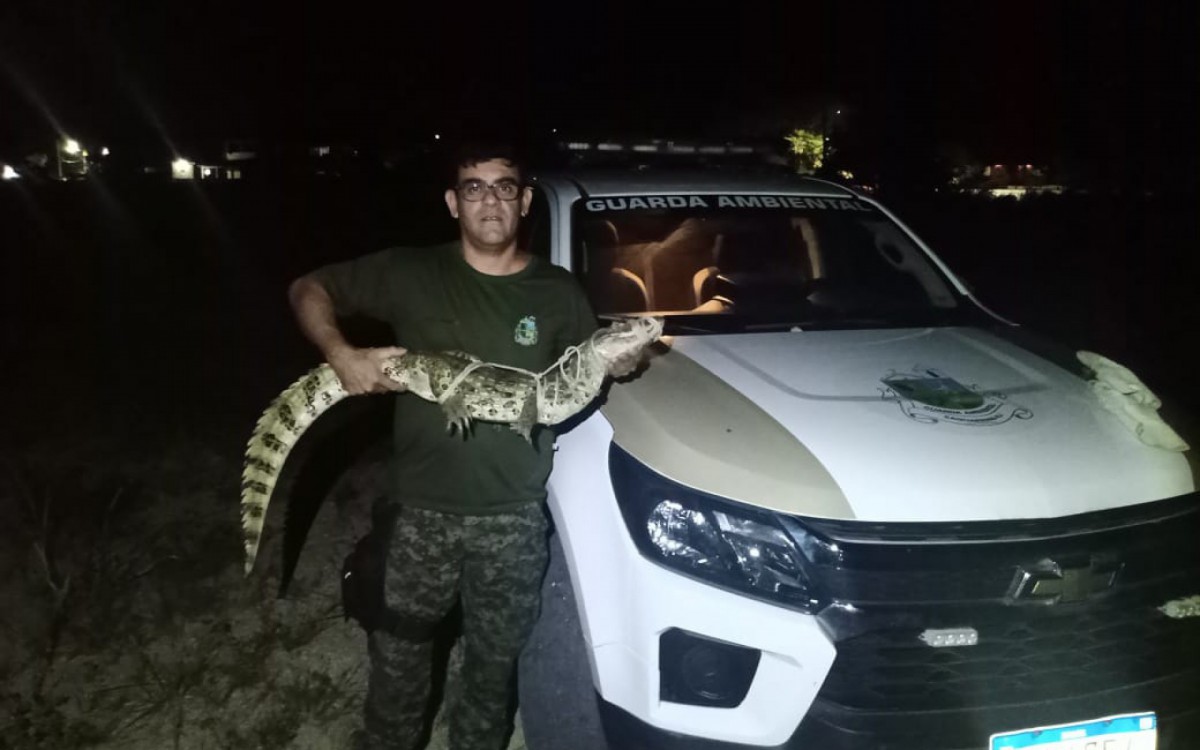 Animal estava no quintal de uma resid&ecirc;ncia no bairro Areal