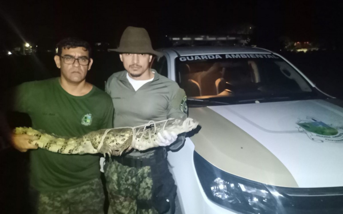 Animal mede cerca de 1.5 m 