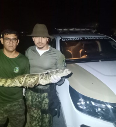 Animal mede cerca de 1.5 m  - Divulga&ccedil;&atilde;o