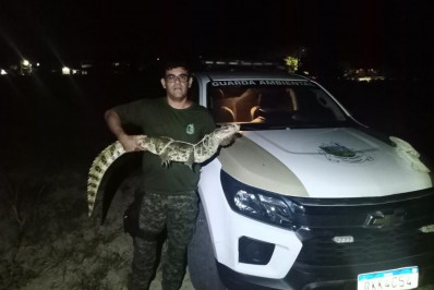 Guarda Ambiental de Saquarema resgata jacaré no bairro Areal