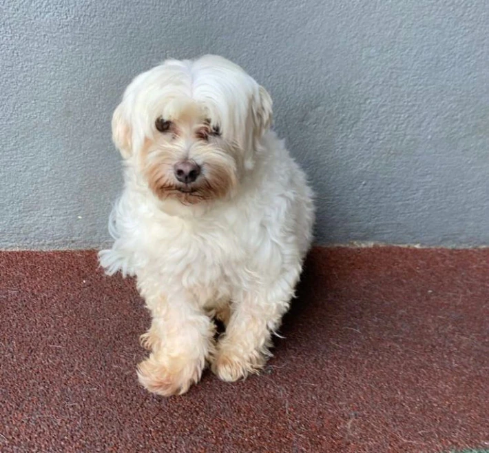 Tutora denuncia hotel de pet por 'negligência' na morte de seu cãozinho