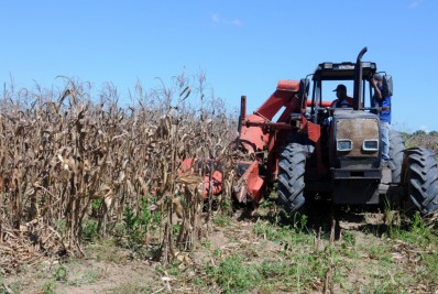 Rio Milho rende resultados satisfatórios, com primeira colheita em cinco hectares nesta quarta-feira