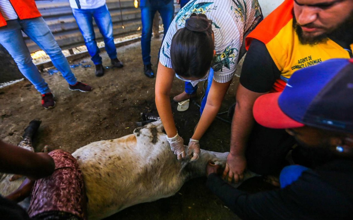 Belford Roxo est&aacute; vacinando as f&ecirc;meas bovinas entre tr&ecirc;s a oito meses de idade