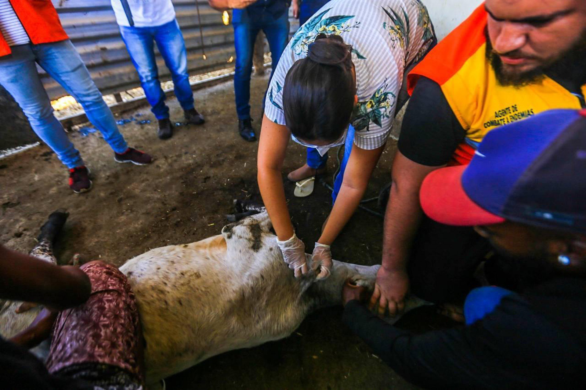 Belford Roxo está vacinando as fêmeas bovinas entre três a oito meses de idade - Rafael Barreto / PMBR