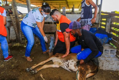 Belford Roxo vacina rebanho contra a brucelose