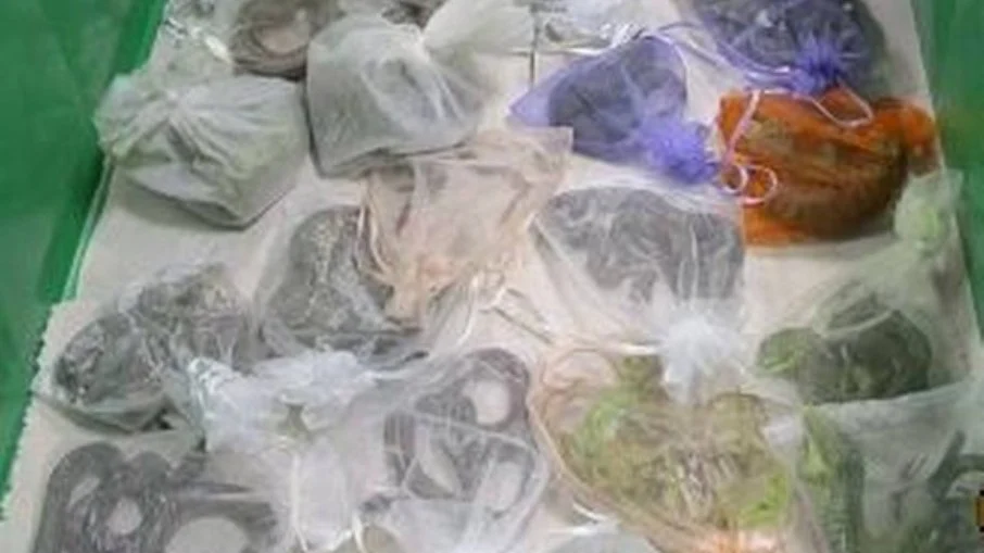 Homem tenta entrar nos EUA com 52 répteis escondidos na roupa e acaba preso