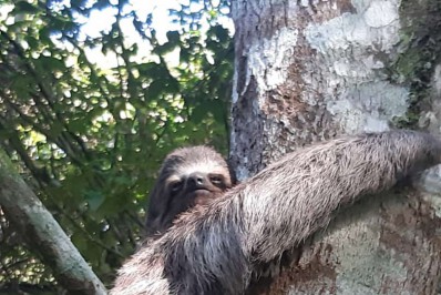 Filhote de bicho-preguiça é resgatado por guardas municipais no Mirante do Roncador, no Recreio