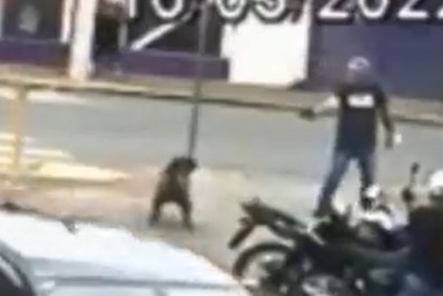 Cadela morre baleada ao fugir após dono deixar o portão aberto de casa