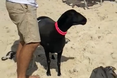 Vídeo: Homem leva ovelha de estimação para passear na praia e chama atenção de banhistas 
