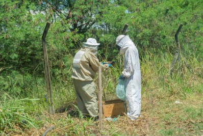 Motorista é picada e enxame de abelhas chama atenção em estrada