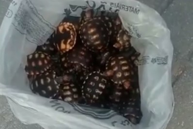 50 filhotes de tartarugas foram resgatadas próximo à estação de trem de Mesquita