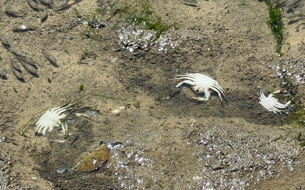 Siris tamb&eacute;m foram encontrados mortos no local