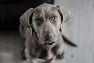 Articulação para guarda compartilhada de pets ser votada semana que vem