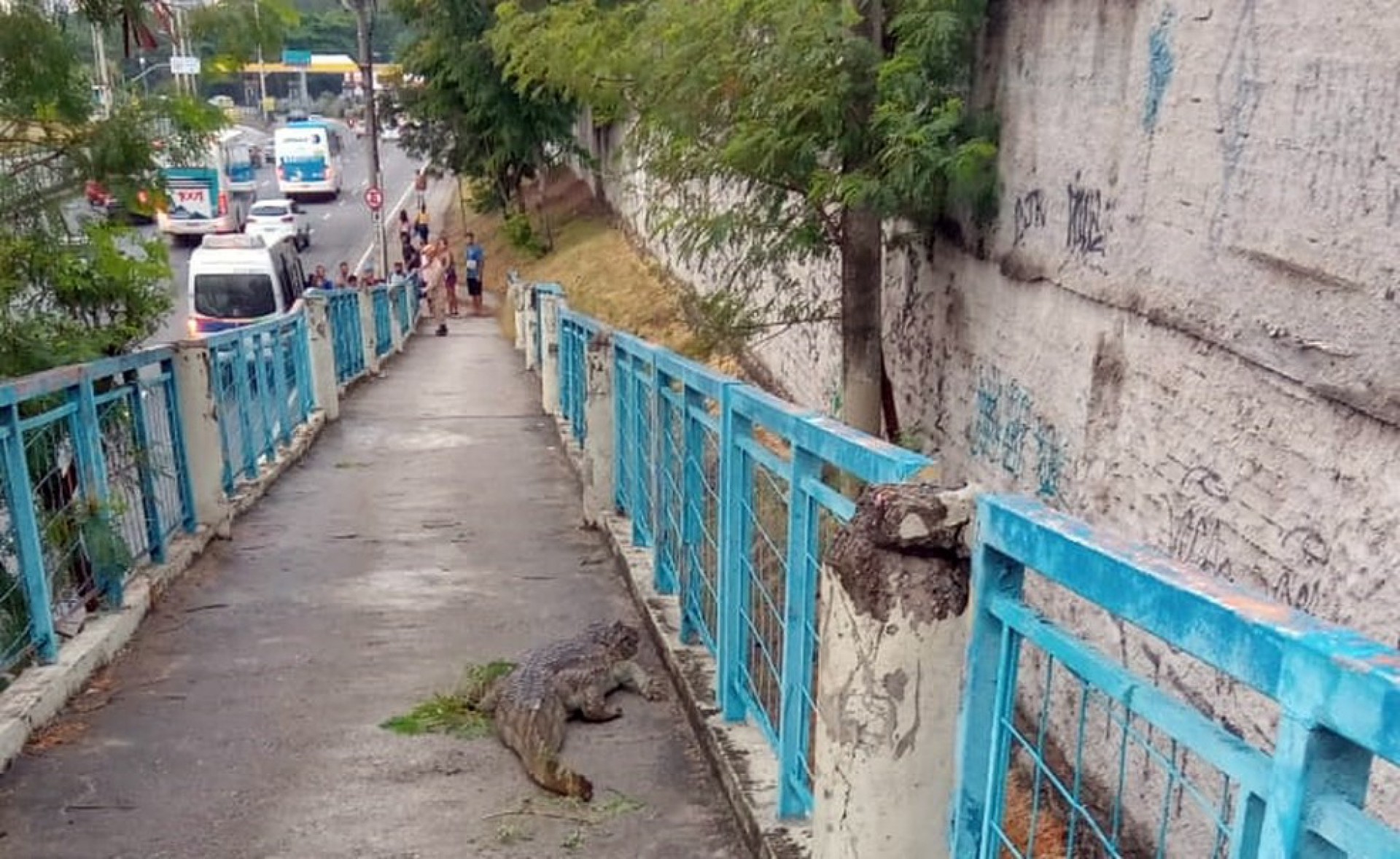 Jacaré é encontrado passeando na passarela do Terminal Alvorada - Reprodução