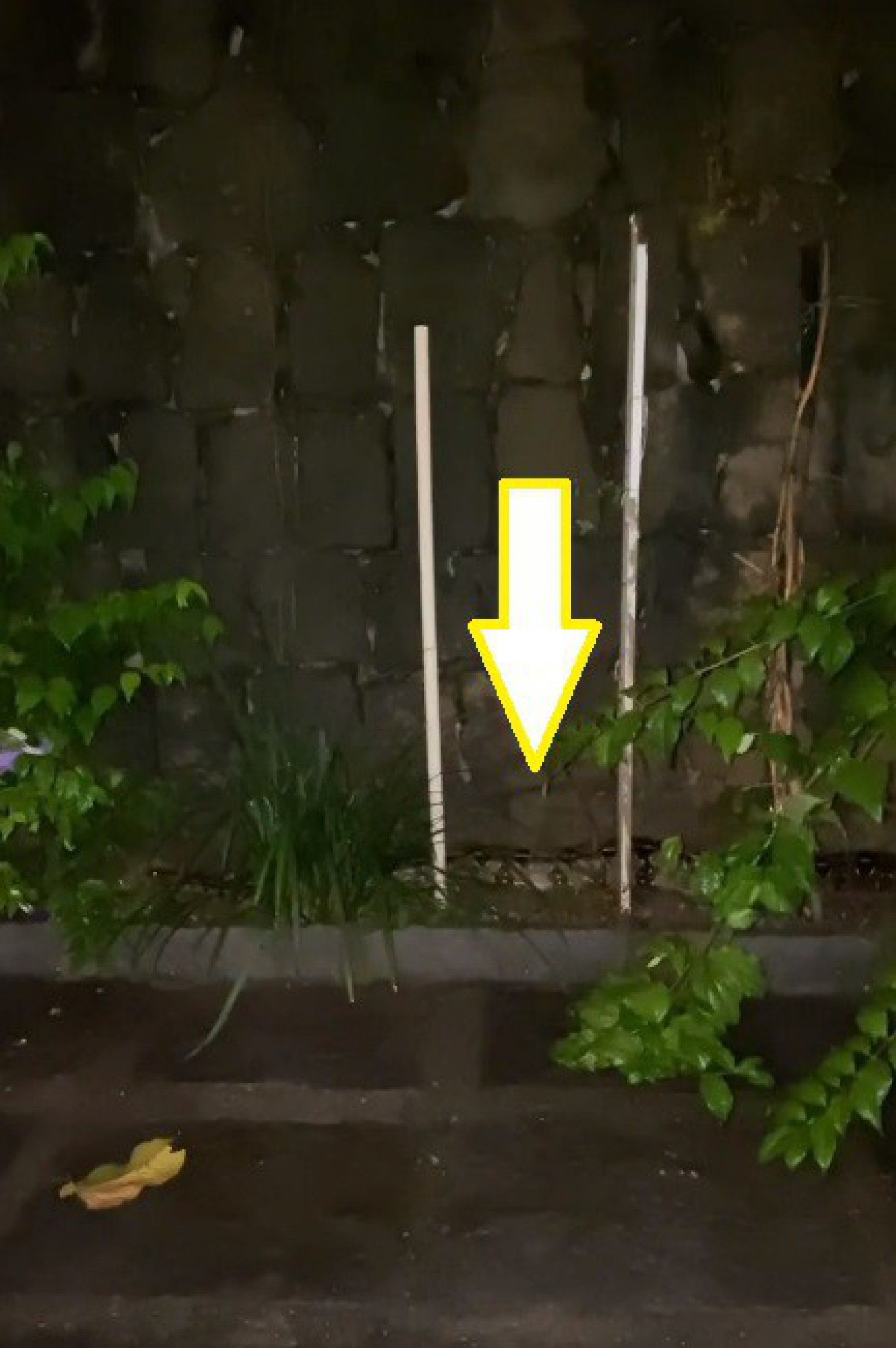 Thaila Ayala encontra cobra em sua casa - reprodução do instagram