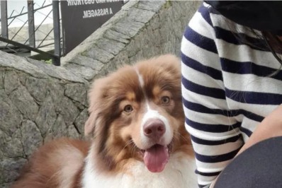 Criminosos roubam carro e cachorro de vítima é levado em Laranjeiras